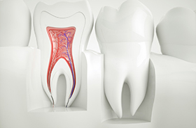 Cross-section of tooth model, showing root canals and nerves